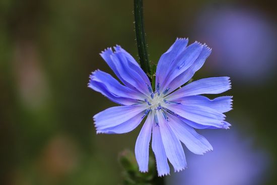 chicory